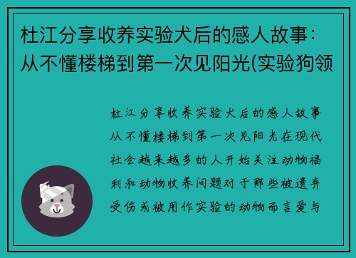 杜江分享收养实验犬后的感人故事：从不懂楼梯到第一次见阳光(实验狗领养)